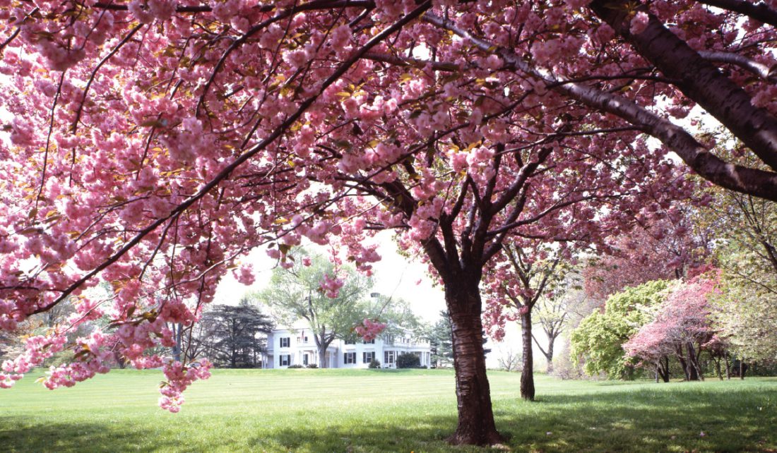 Spring Tree