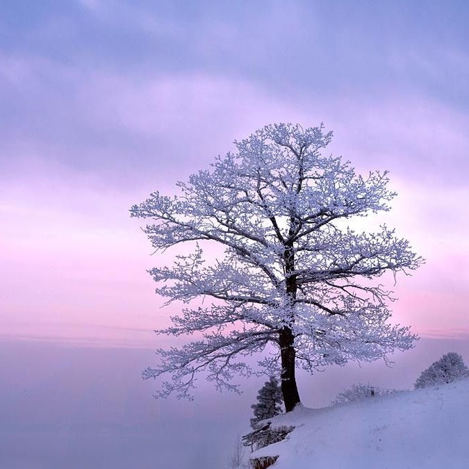 Winter Tree